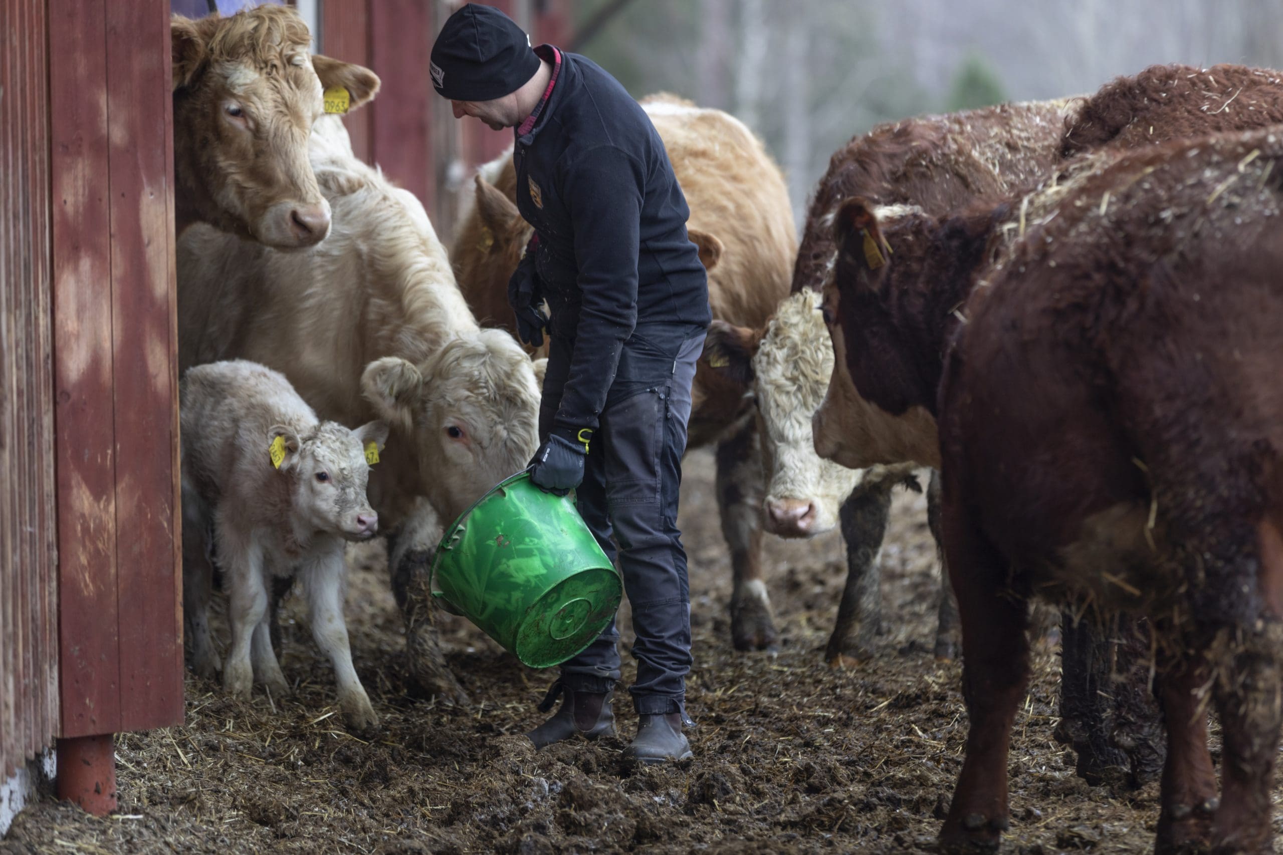 Volta Greentech ska få konsumenten att välja kor som äter alger – för klimatets skull